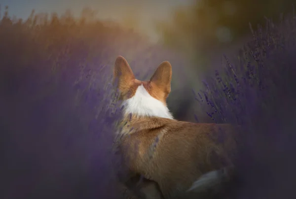 Galês Corgi Pembroke cão belamente posando em um campo de lavanda — Fotografia de Stock