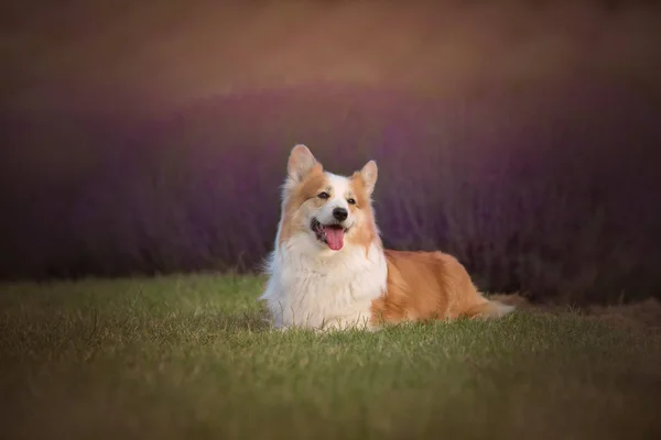 웨일스 코기 펨브로크 개가 라벤더 밭에서 아름답게 포즈를 취하고 있습니다. — 스톡 사진