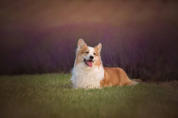 Welsh Corgi Pembroke pies pięknie stwarzające na polu lawendy — Zdjęcie stockowe