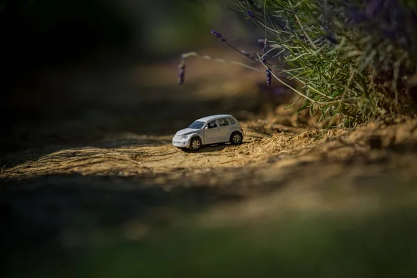 A small toy car standing on the path of a blooming lavender field