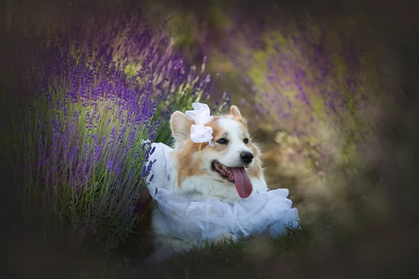 Hund Corgi Welsh Pembroke Gestalt Einer Jungen Dame Die Einem — Stockfoto