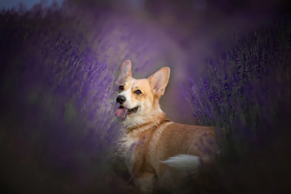 Galés Corgi Pembroke Perro Posando Maravillosamente Campo Lavanda —  Fotos de Stock