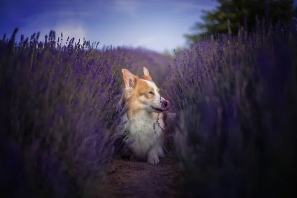 Walisischer Corgi Pembroke Hund Posiert Wunderschön Auf Einem Lavendelfeld — Stockfoto