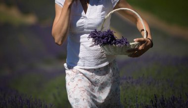 Lavanta tarlasında sepette lavanta olan bir kadın.