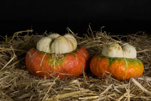 Kleurrijke pompoenen liggend op stro, zwarte achtergrond — Stockfoto