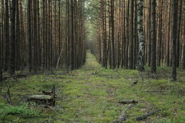bahar güneşi ışınları ile aydınlatılmış orman