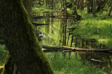 İlkbahar mevsiminde ormanda ıslak alanlar