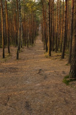 bahar güneşi ışınları ile aydınlatılmış orman