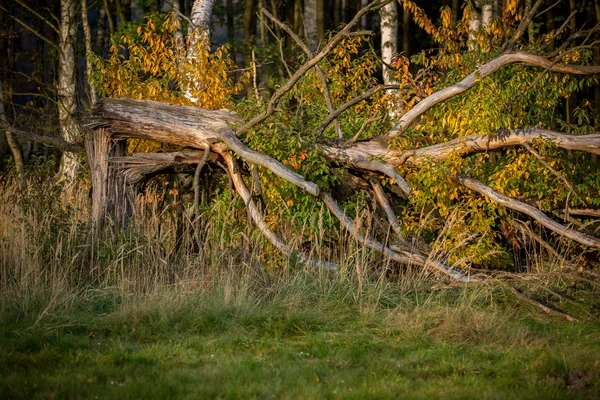 Ein Umgestürzter Baum Einer Wunderschönen Herbstszene Neben Dem Wald — Stockfoto