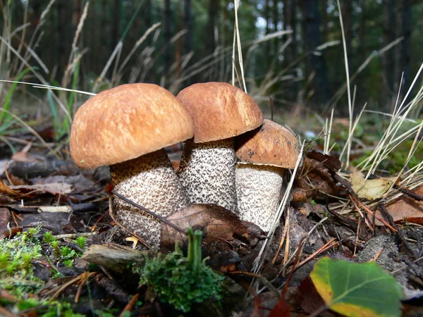 Mushroom growing in the forest during autumn season