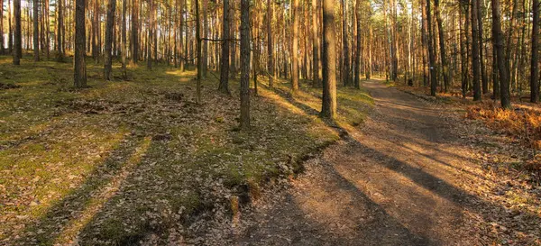 forest lit by the rays of the spring sun