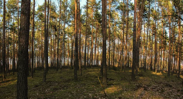 Metsä Valaistu Kevään Auringon Säteet — kuvapankkivalokuva