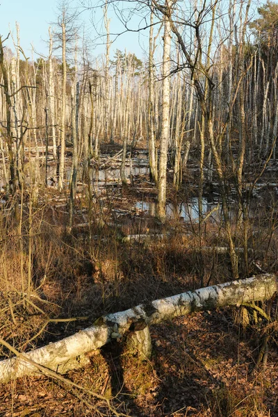 Zones Humides Dans Forêt Printemps — Photo