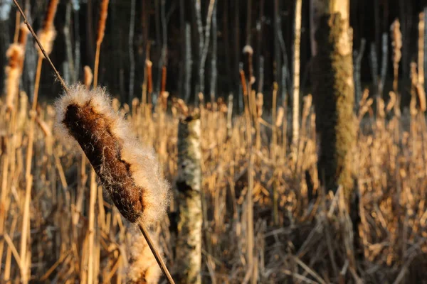 Natte Gebieden Het Bos Het Voorjaarsseizoen — Stockfoto