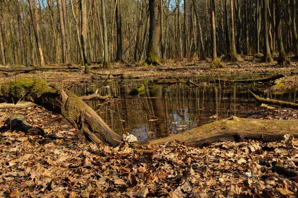 Вологі Ділянки Лісі Весняний Сезон — стокове фото