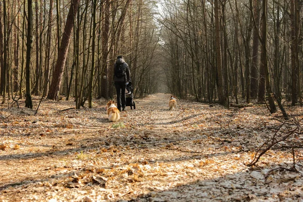 Nous Avons Une Promenade Printanière Avec Landau Des Chiens Dans — Photo