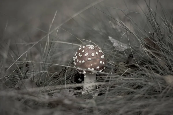 Mushroom growing in the forest during autumn season