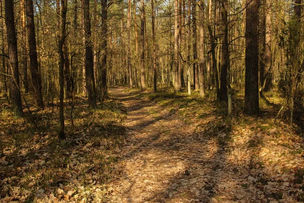 Forêt Éclairée Par Les Rayons Soleil Printanier — Photo
