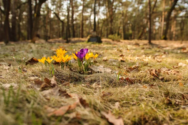 Une Ceinture Magnifiquement Fleurie Dans Une Clairière Forestière — Photo