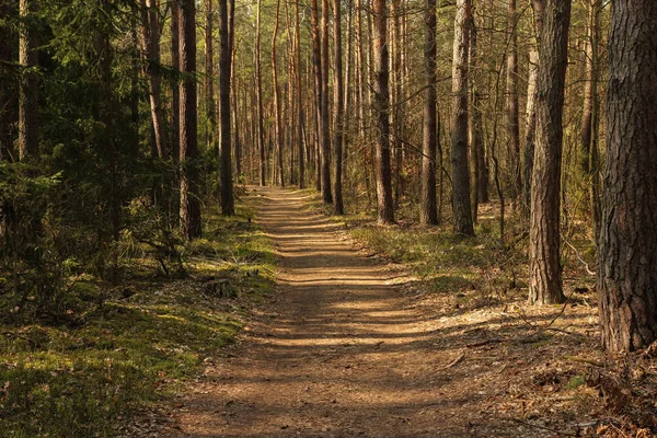 Bos Verlicht Door Stralen Van Lente Zon — Stockfoto