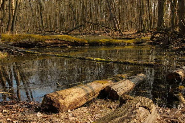 Feuchtgebiete Wald Der Frühlingssaison — Stockfoto