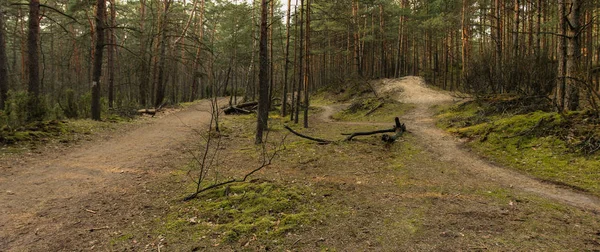 Forêt Éclairée Par Les Rayons Soleil Printanier — Photo