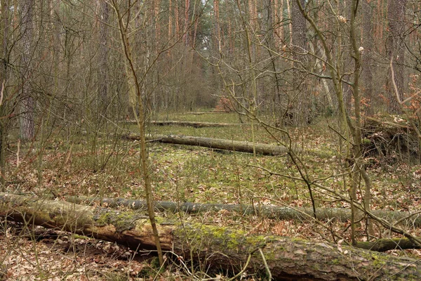 Вологі Ділянки Лісі Весняний Сезон — стокове фото