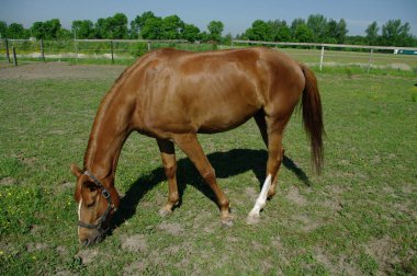 bir at bir çayırda otlatma portre