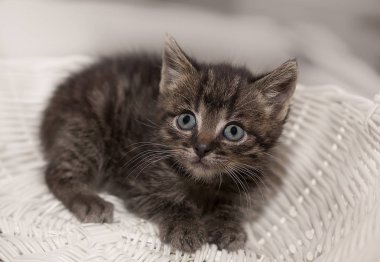 Evinizin konforunda küçük bir yerli kedicik