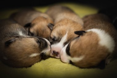Gözleri kapalı Corgi küçük yavru