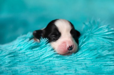 Mavi bir battaniye üzerinde küçük bir Corgi Hırka yavrusu