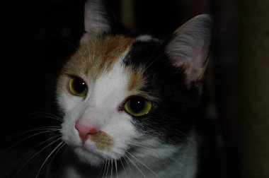 Evinizin konforunda küçük bir yerli kedicik