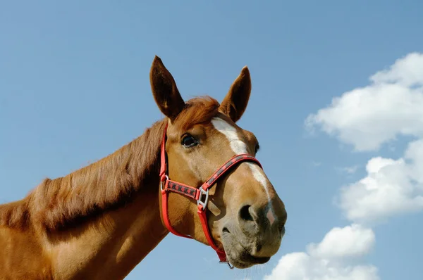 Portrait Horse Grazing Meadow — Stock Photo, Image