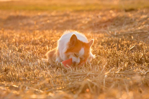 Parlayan Bir Noel Ağacının Arka Planda Kabarık Kedi Yavrusu — Stok fotoğraf