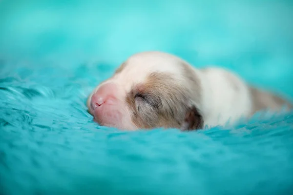 Petit Chiot Corgi Cardigan Sur Une Couverture Bleue — Photo