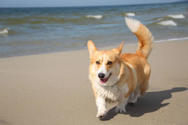 Ein Schöner Walisischer Corgi Pembroke Rasta Dog — Stockfoto