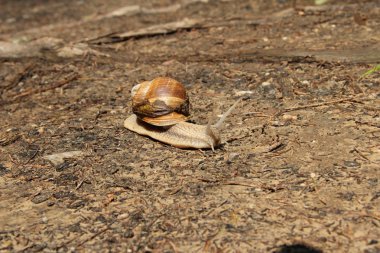 Slug yavaş bir orman yolu boyunca yürüyüş, çekim.