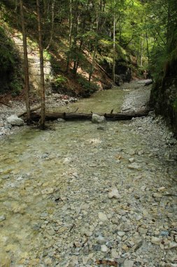 Orman alanlarında huzurlu ve yavaşça akan akarsu