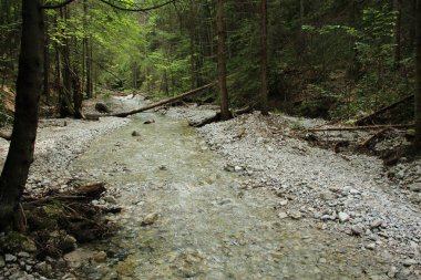 Orman alanlarında huzurlu ve yavaşça akan akarsu