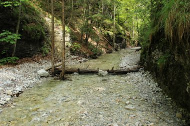 Orman alanlarında huzurlu ve yavaşça akan akarsu