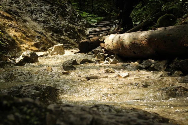 Потік мирно і повільно протікає через лісові райони — стокове фото