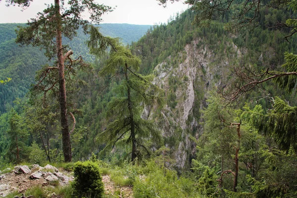 Un sendero que conduce a través de más lugares forestales en el Paradis eslovaco — Foto de Stock