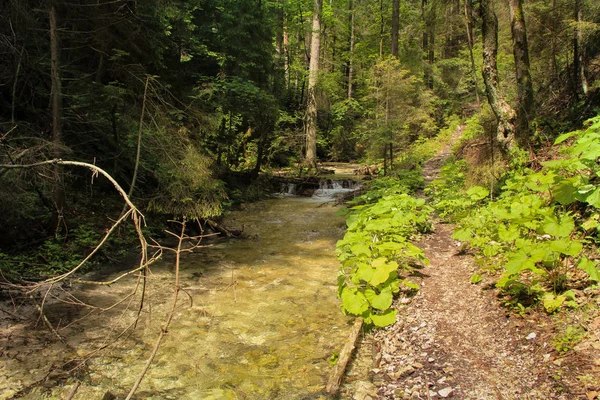 Corriente pacífica y lentamente que fluye a través de las áreas forestales de — Foto de Stock