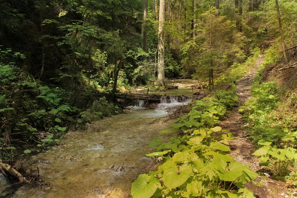 평화롭고 천천히 숲 지역을 통해 흐르는 스트림 — 스톡 사진