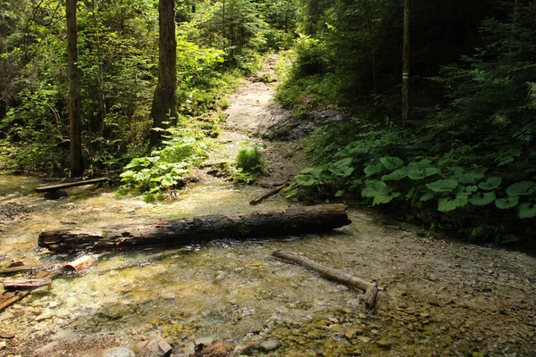 Corriente pacífica y lentamente que fluye a través de las áreas forestales de — Foto de Stock