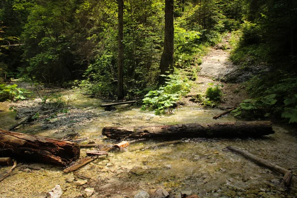 Patak békésen és lassan átfolyik átmenő a erdő terület-ból — Stock Fotó