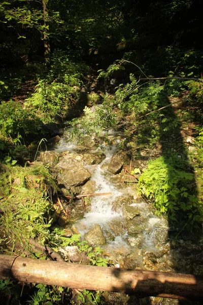 Un sendero mojado que corre a través de arroyos en el paraíso eslovaco Natio —  Fotos de Stock