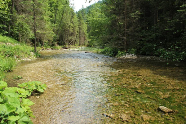 Il fiume scorre attraverso le aree del Paradiso Slovacco Nationa — Foto Stock