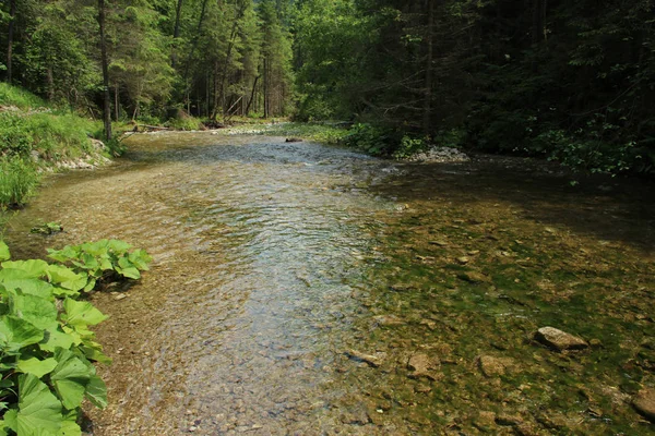 Ο ποταμός ρέει μέσα από τις περιοχές του σλοβακικού παραδείσου — Φωτογραφία Αρχείου