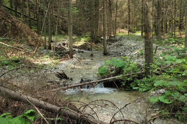 Stream peacefully and slowly flowing through the forest areas of — Stock Photo, Image